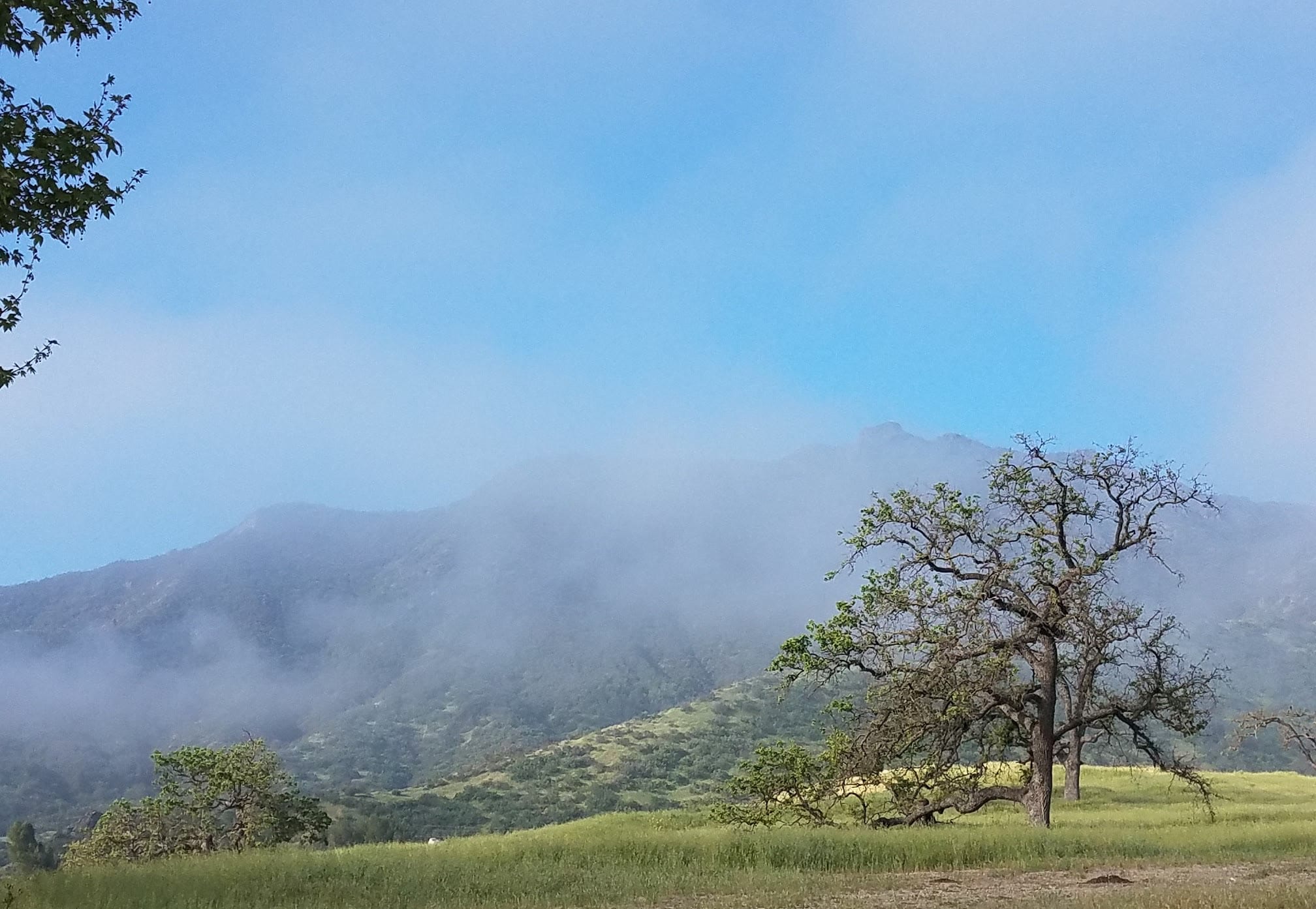 Morning fog over the hills of Agoura Hills, with oak trees in the foreground