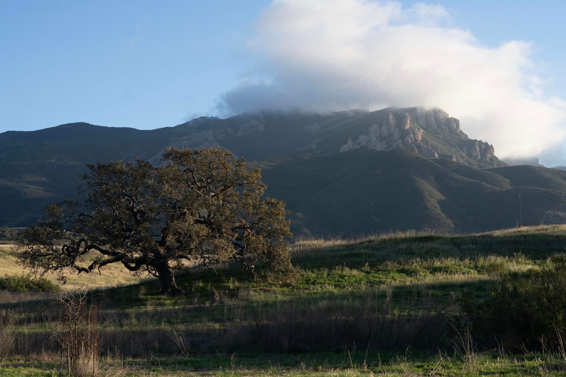 Boney Mountain under a cap of clouds, with a valley oak in the foreground, Newbury Park