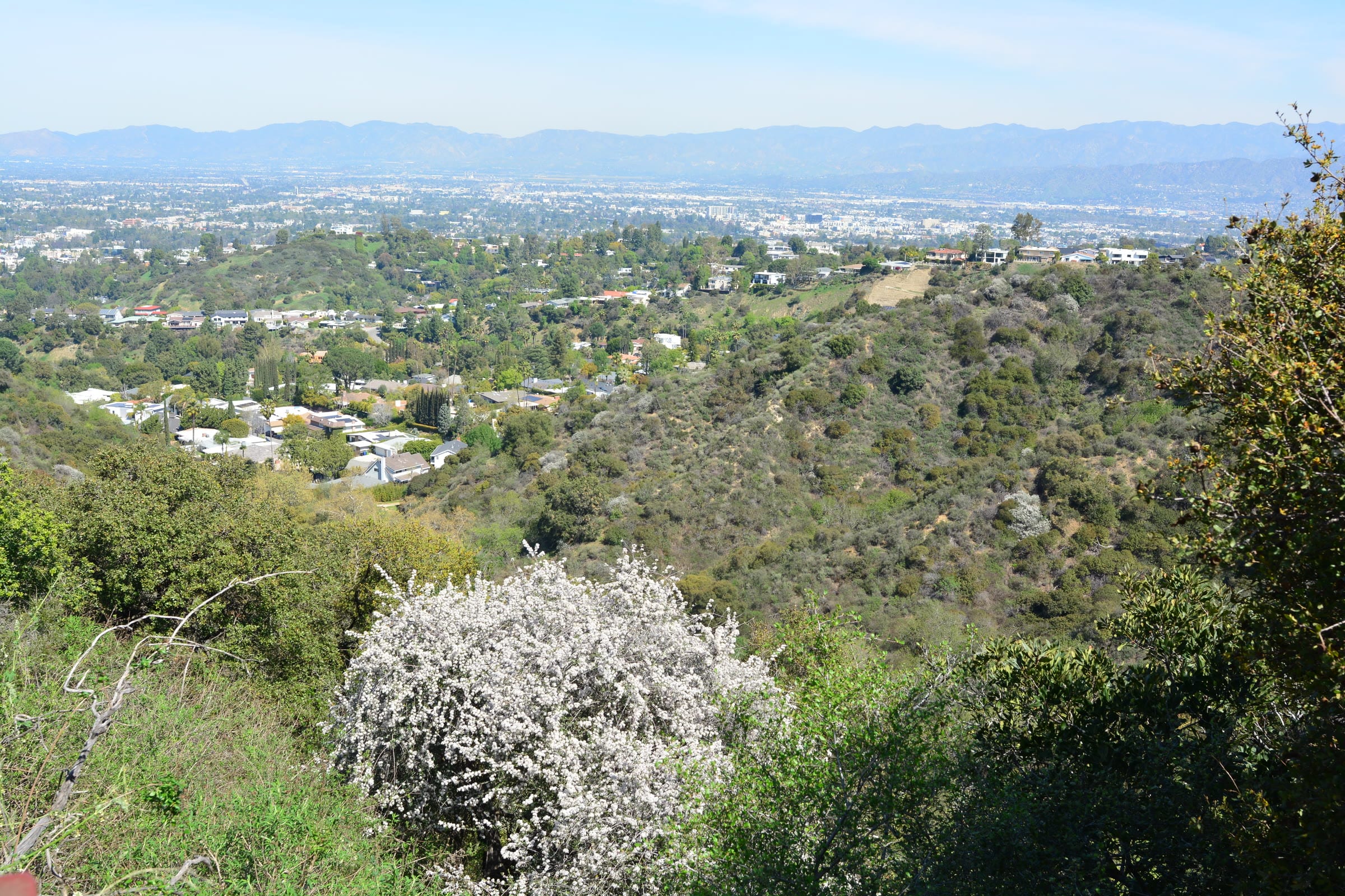 Wooded canyon slopes and the San Fernando Valley, seen from the Fryman Canyon overlook in Studio City